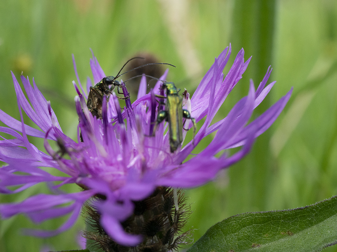IMAGES\Tiroler knoopkruid (centaurea nigrescens)\P1280108.jpg